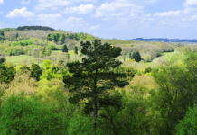 Lickey Hills Country Park: зелене серце Англії