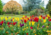 Природні простори Бірмінгема: парк Кеннон-Гілл