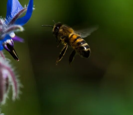Пасічники Бірмінгема — історія про 3 гінеї, смачний мед та компанію за збереження комах-запилювачів