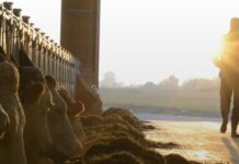 Роботизовані молочні ферми в Мідленді — реальність сьогодення, чи проєкти завтрашнього дня