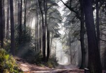 Birmingham’s ancient woodlands: the city’s centuries-old history
