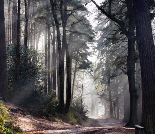 Birmingham’s ancient woodlands: the city’s centuries-old history