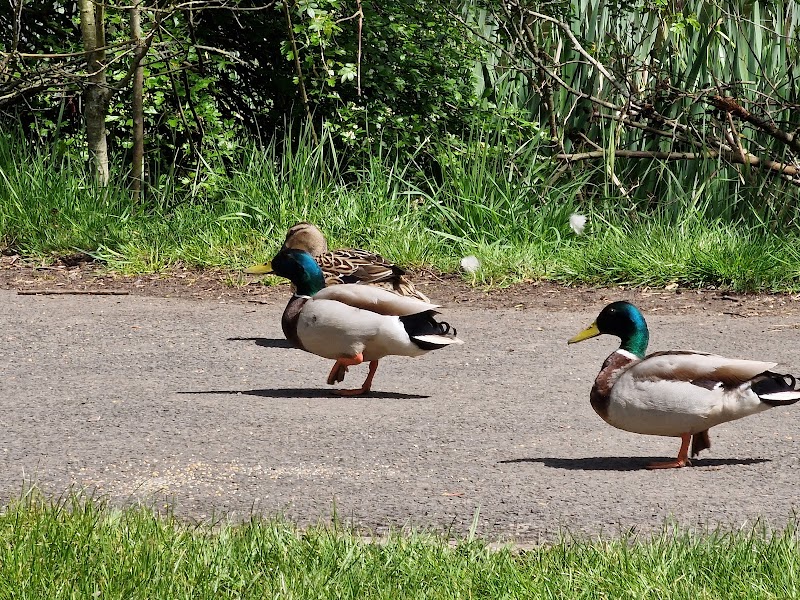 Sandwell Valley Country Park