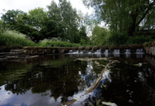 Restoring Birmingham’s Rivers: The Story of the River Cole, the River Rea, and the Fight to Protect Aquatic Ecosystems